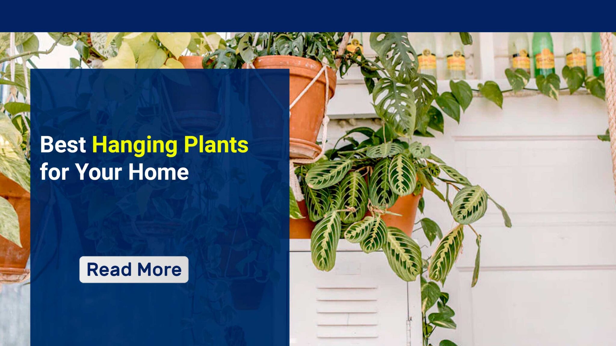 Best Hanging Plants for Your Home BSNL Housing Society